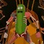 Pickle Rick