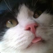 besn - steam id 76561197964426461
