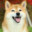dog_6
