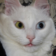 Motya