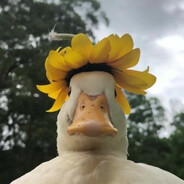 Гусеевич Альдент