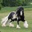 Majestic_Stallion