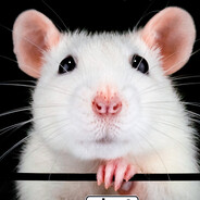 RATO BRANCO