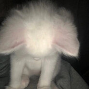 十 - steam id 76561199205613253