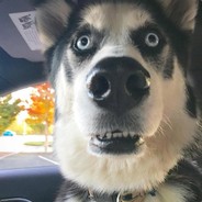 一点都不高冷的二哈