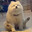 Leemo