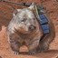 Wombat in combat