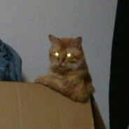 桃屋のきむち
