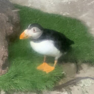 PUFFIN