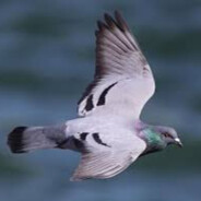 Pigeon avatar