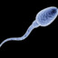 Sperm Cell