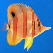 Marcius's avatar