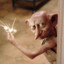 Dobby