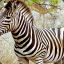 Wildzebra