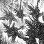 KillaCam420