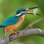 Kingfisher