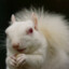 Albino squirrel