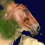 the horse of africa