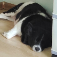 绽放中的白菜兔