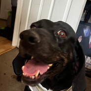 “Fat” Hound Harmony