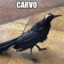 carvo