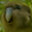 CarryMoreAnimalsThanNoah