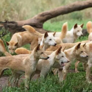 4-11的鉴挂野狗团  早登