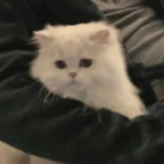 超级小猫拯救X世界