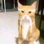 Shifu Cat