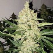 Lemon avatar