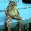 Frogglegoggle