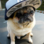 Pug the Thug