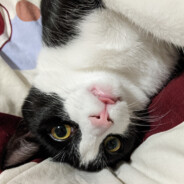 Catsby