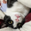 Catsby