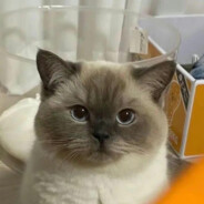 需要我给你帮倒忙吗