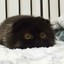 Bubu :3