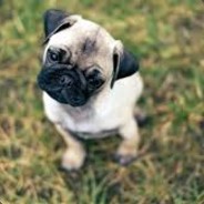 NotAPug