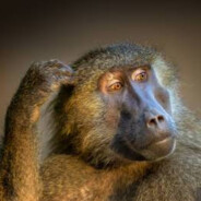 BaBoon's Avatar