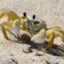 Small-Crab