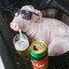 PorcoPipo