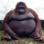 Fat_Monkey