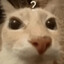 catissa