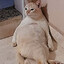 pansudo