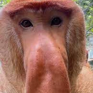 GIga Baboon avatar
