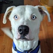 Boink - steam id 76561198073464585