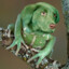 Frog Dog