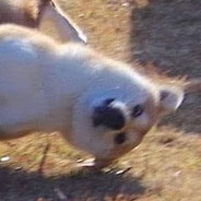 𝙏𝙧𝙖𝙨𝙝𝙏𝙖𝙡𝙠 𝘿𝙤𝙜