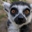 Lemur