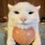 Katze