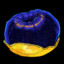 Io